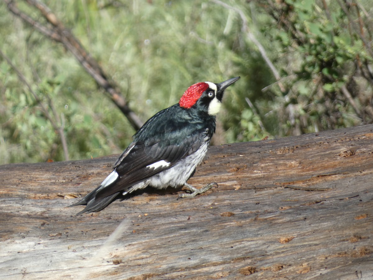 Acorn Woodpecker - ML616877552