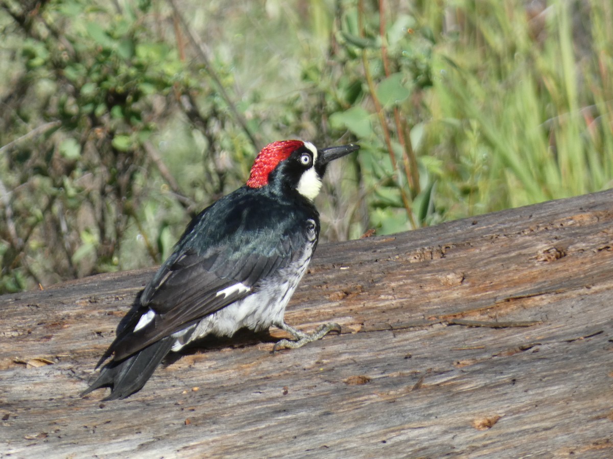 Acorn Woodpecker - ML616877553