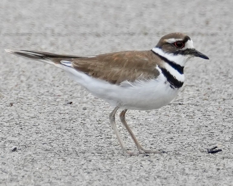 Killdeer - ML616877562