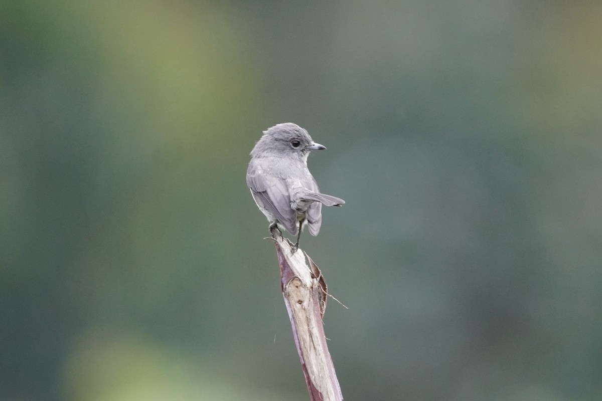 Gözlüklü Drongo Sinekkapanı - ML616877600