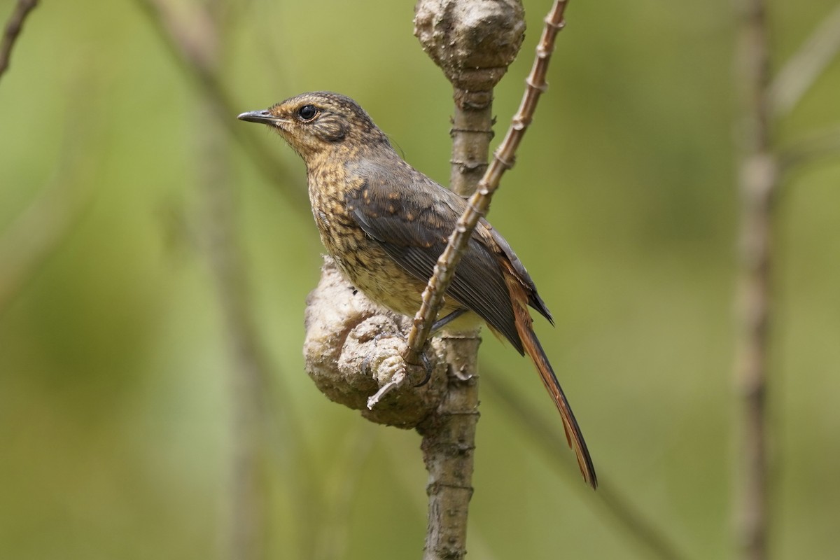 Cape Robin-Chat - ML616877604