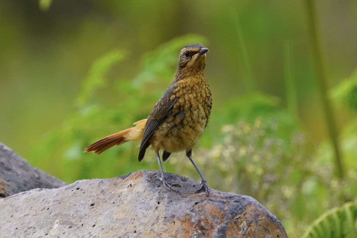 Cape Robin-Chat - ML616877605