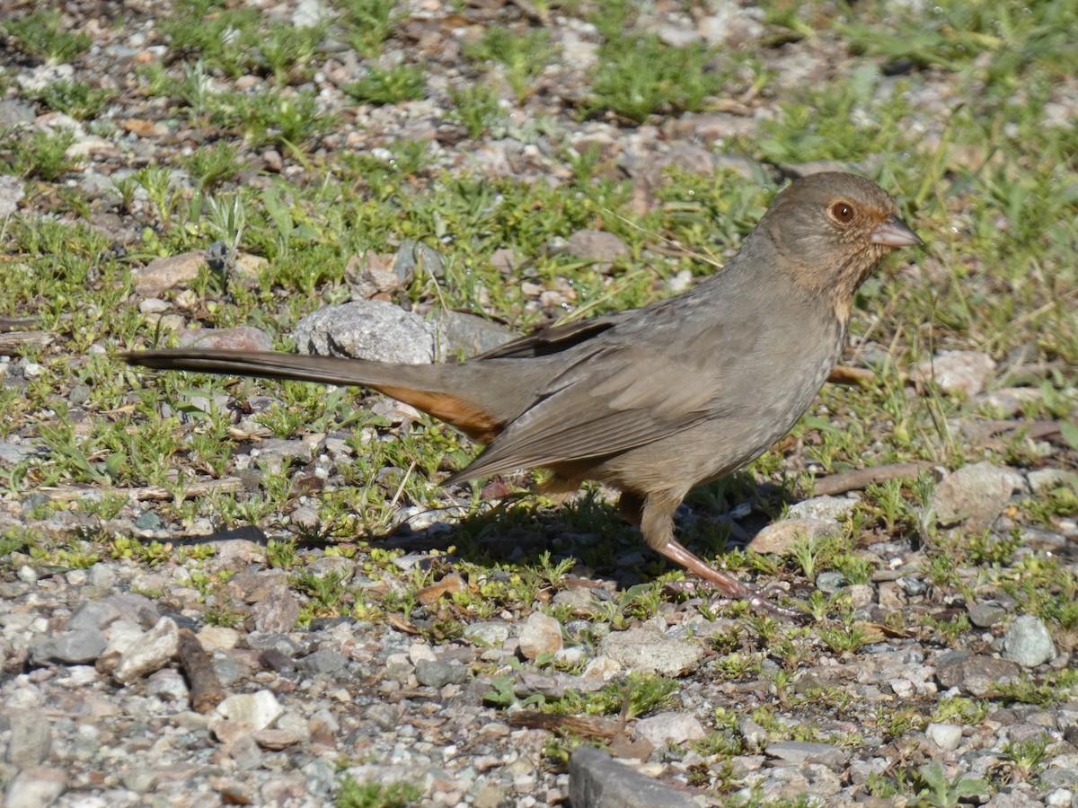 California Towhee - ML616877612