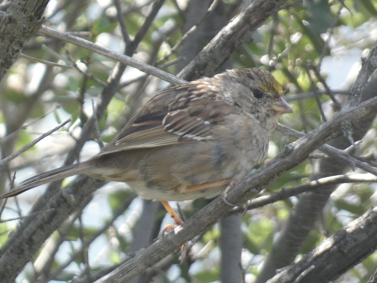 Golden-crowned Sparrow - Kevin Achtmeyer