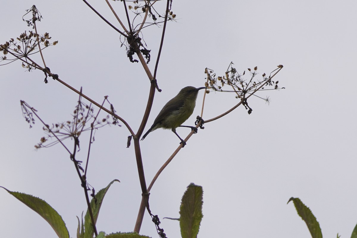 Variable Sunbird - ML616877669