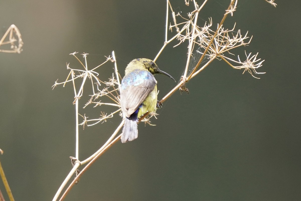 Variable Sunbird - ML616877672