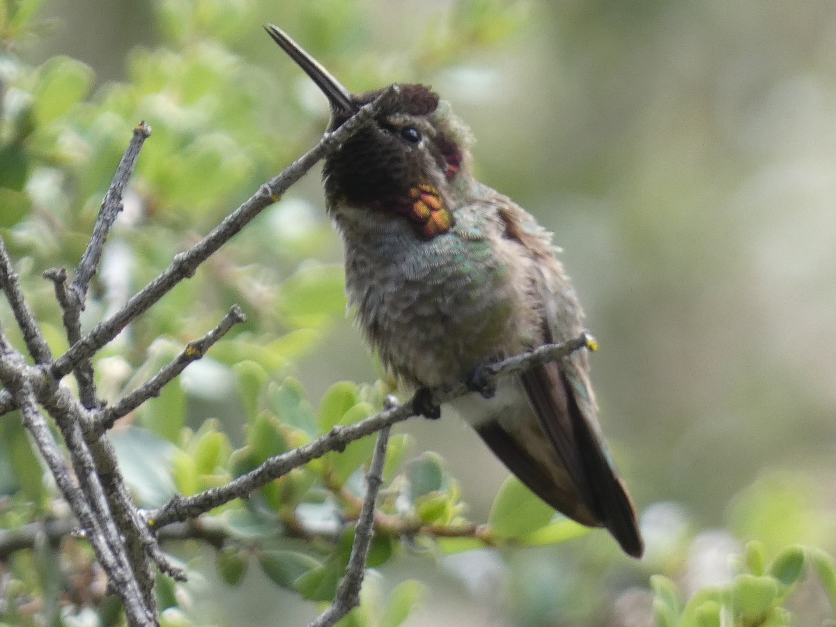 Colibrí de Anna - ML616877697