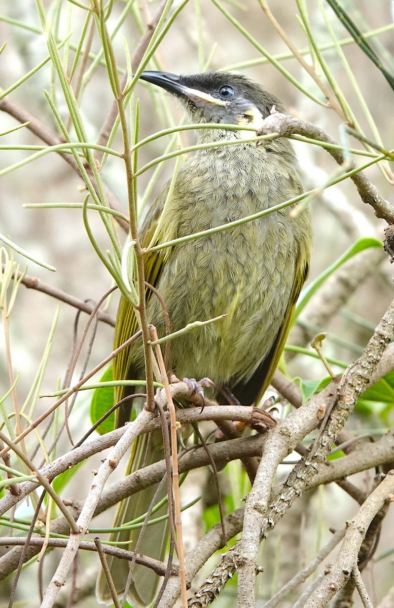 Lewin's Honeyeater - Norm Clayton