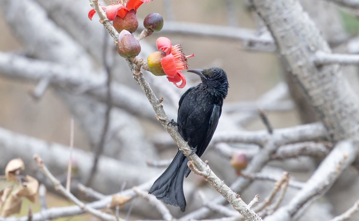 Hair-crested Drongo - ML616877741