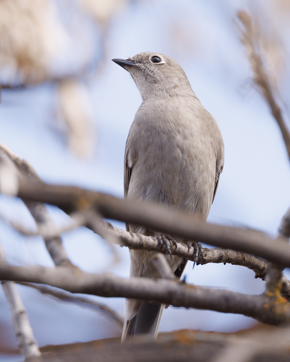 Townsend's Solitaire - ML616877750