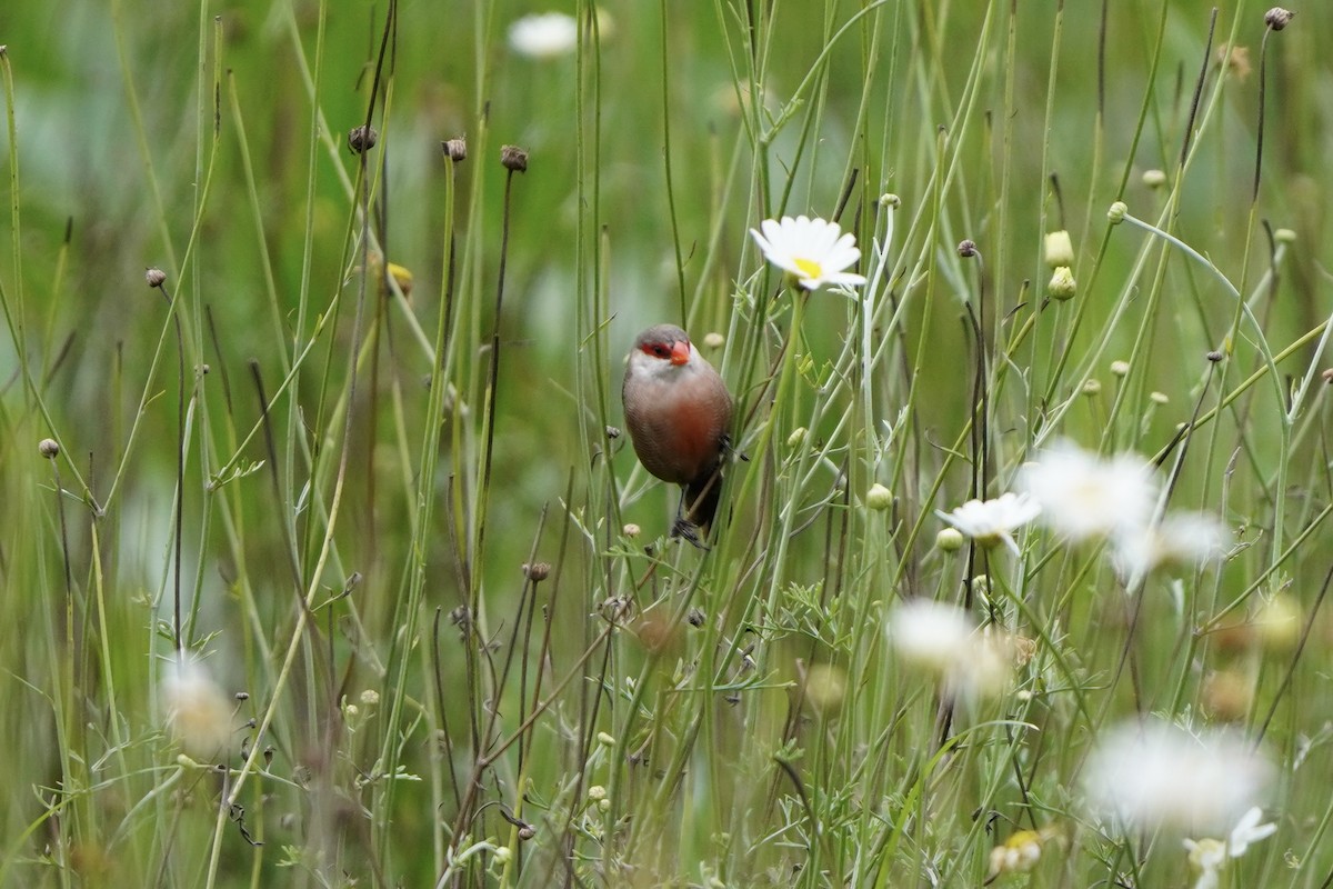 Common Waxbill - ML616877773