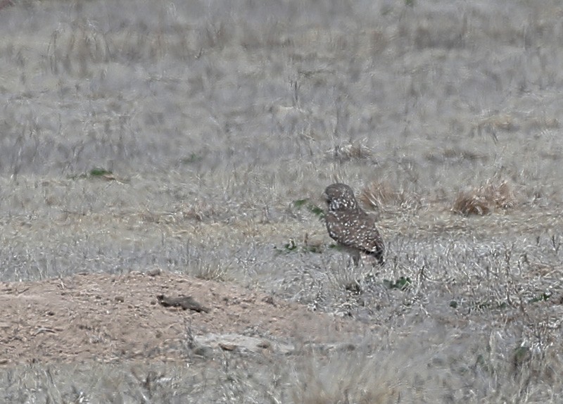 Burrowing Owl - ML616877796