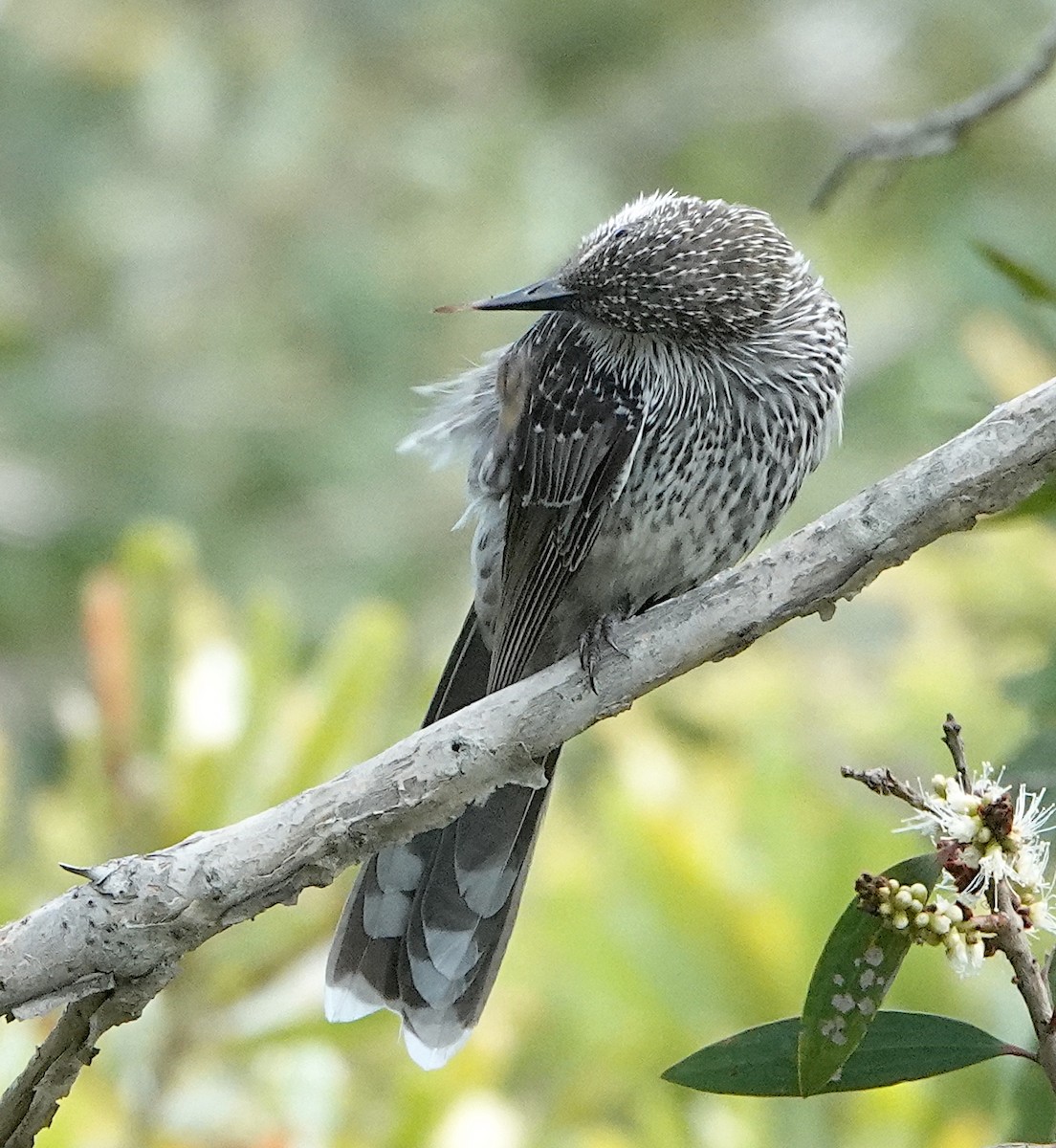 Little Wattlebird - ML616877799