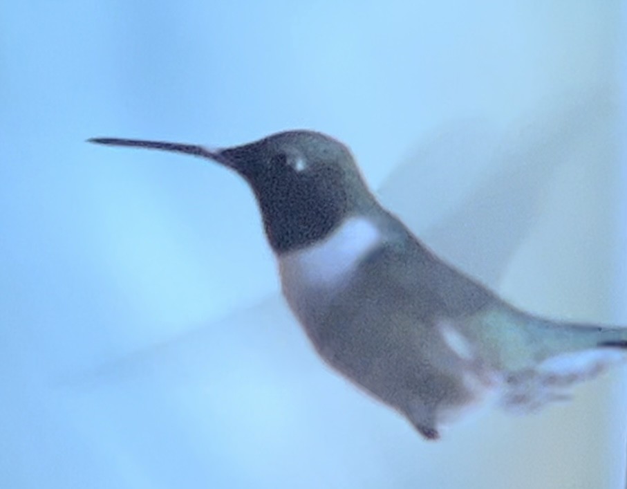 Colibrí Gorjinegro - ML616877802