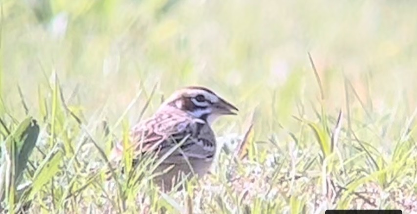 Lark Sparrow - ML616877826