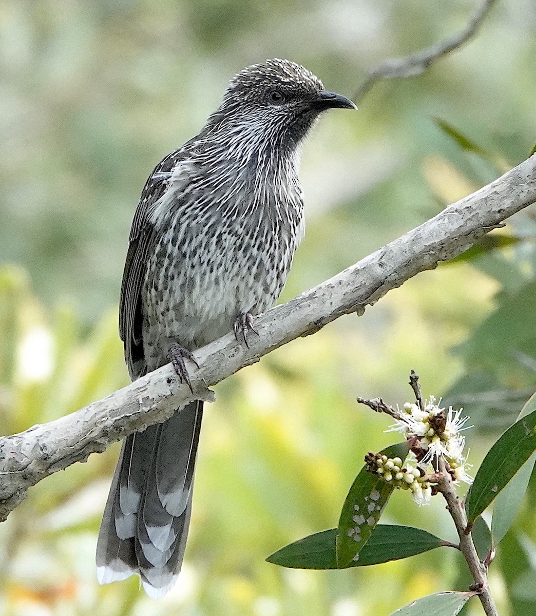 Little Wattlebird - ML616877841