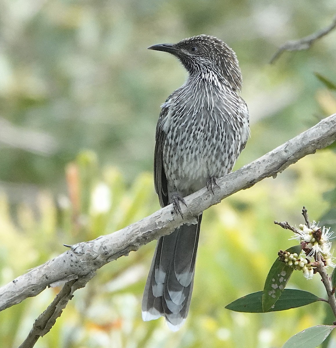 Little Wattlebird - Norm Clayton