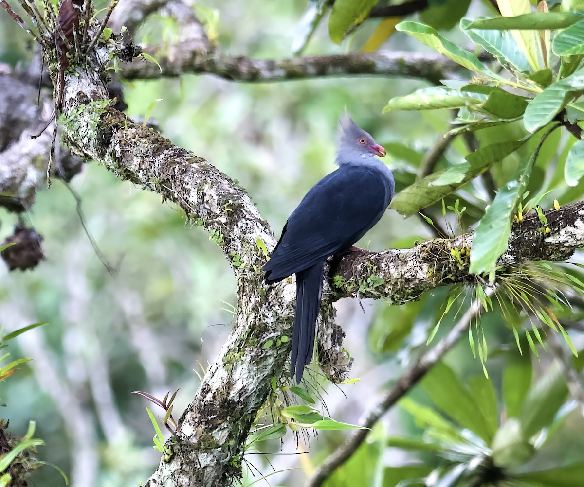 Crested Cuckoo-Dove - ML616877889