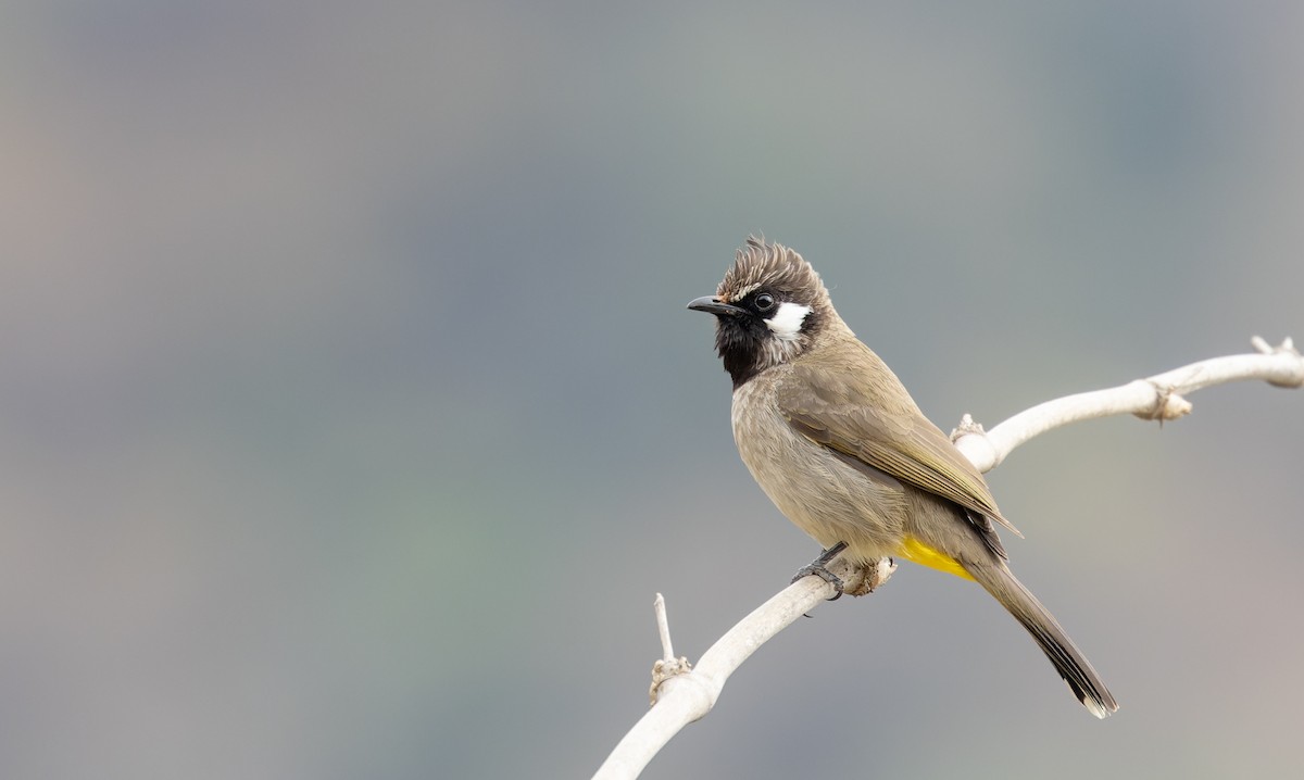 Bulbul à joues blanches - ML616877903