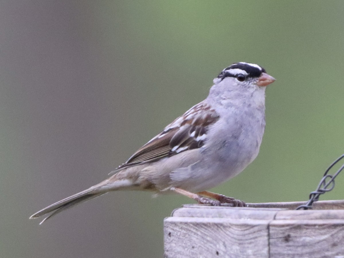 White-crowned Sparrow - ML616877917