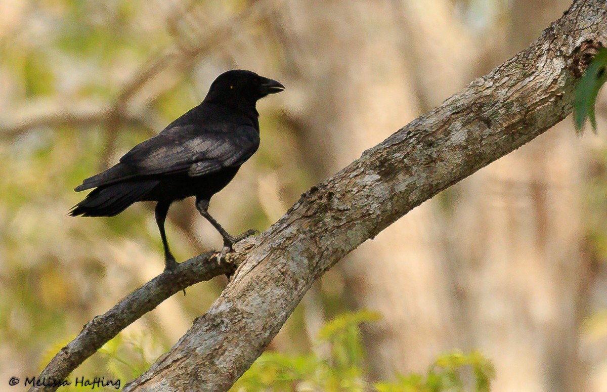 Cuban Palm-Crow - Melissa Hafting