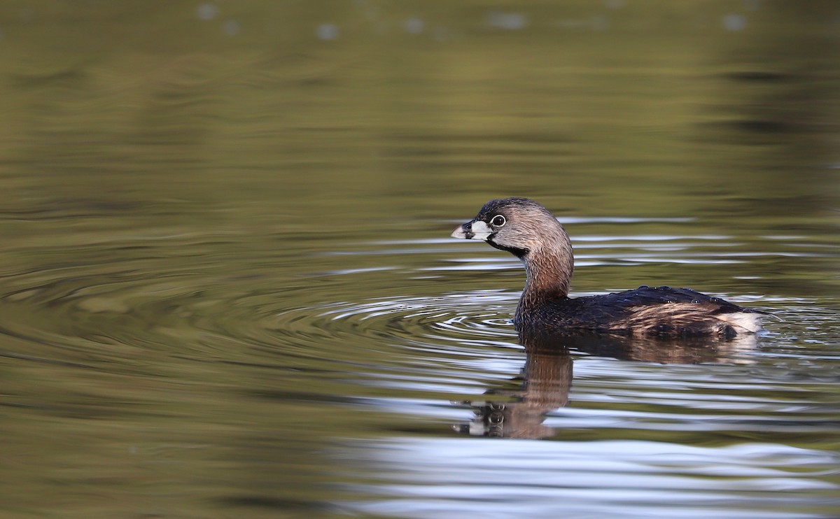Pied-billed Grebe - Rob Bielawski