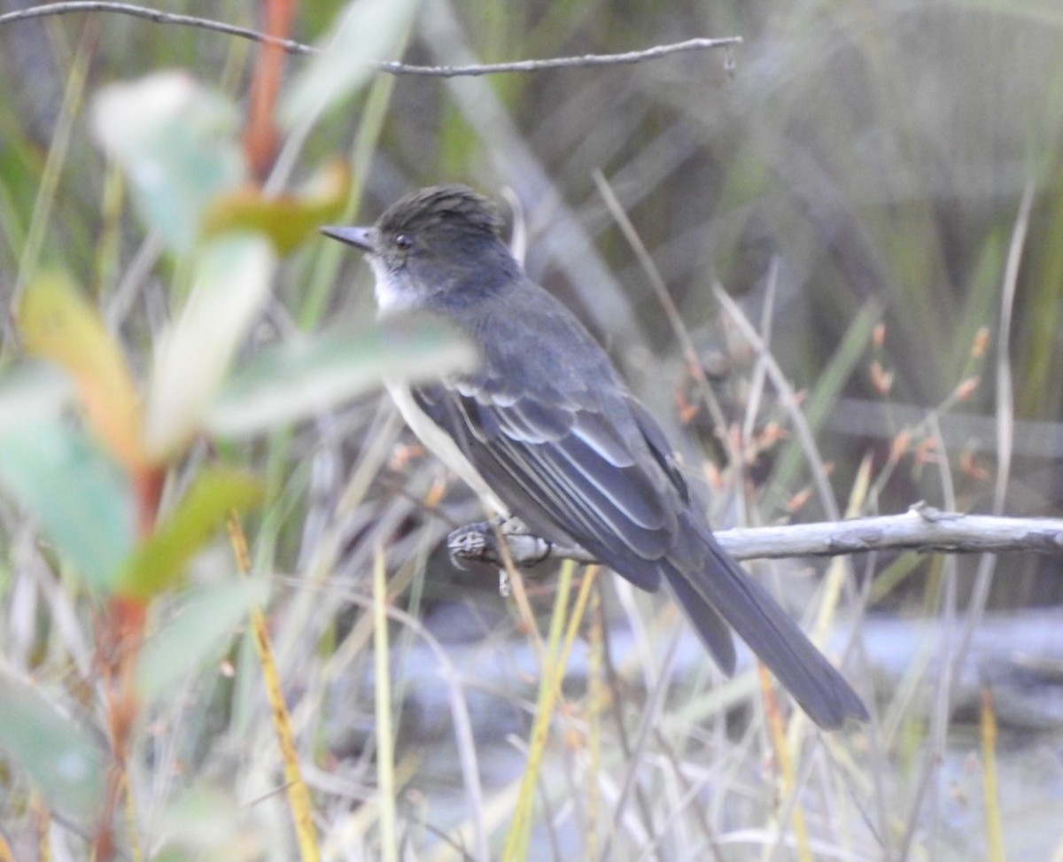 Swainson's Flycatcher - ML616878029