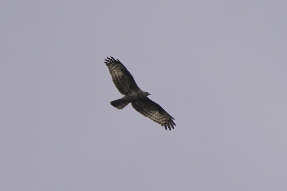 European Honey-buzzard - ML616878042