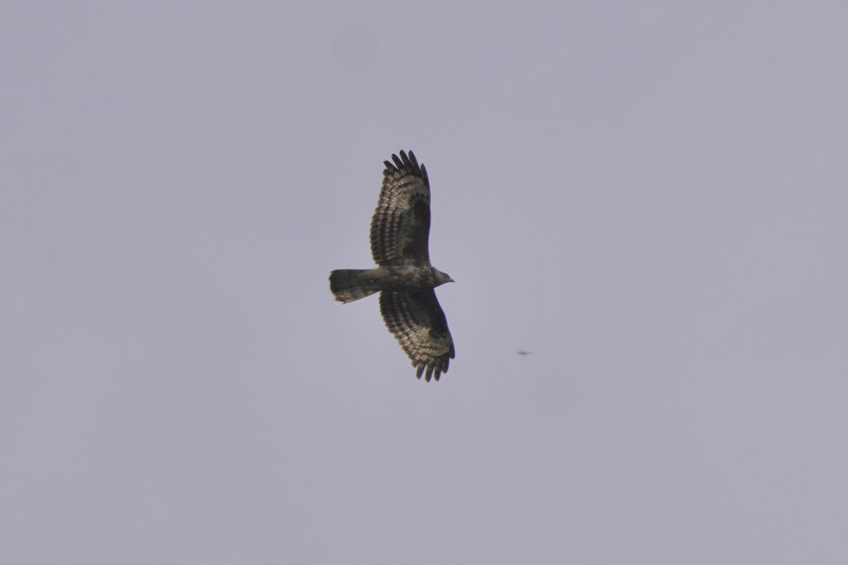 European Honey-buzzard - ML616878043