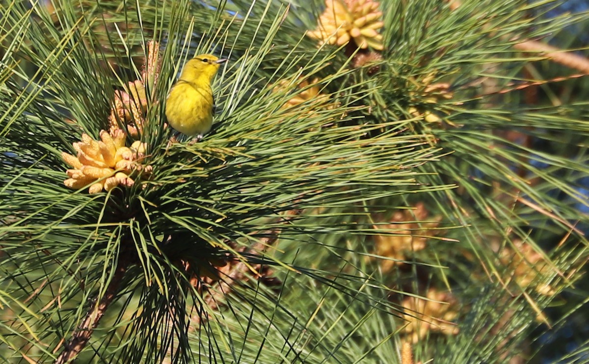 Pine Warbler - Rob Bielawski