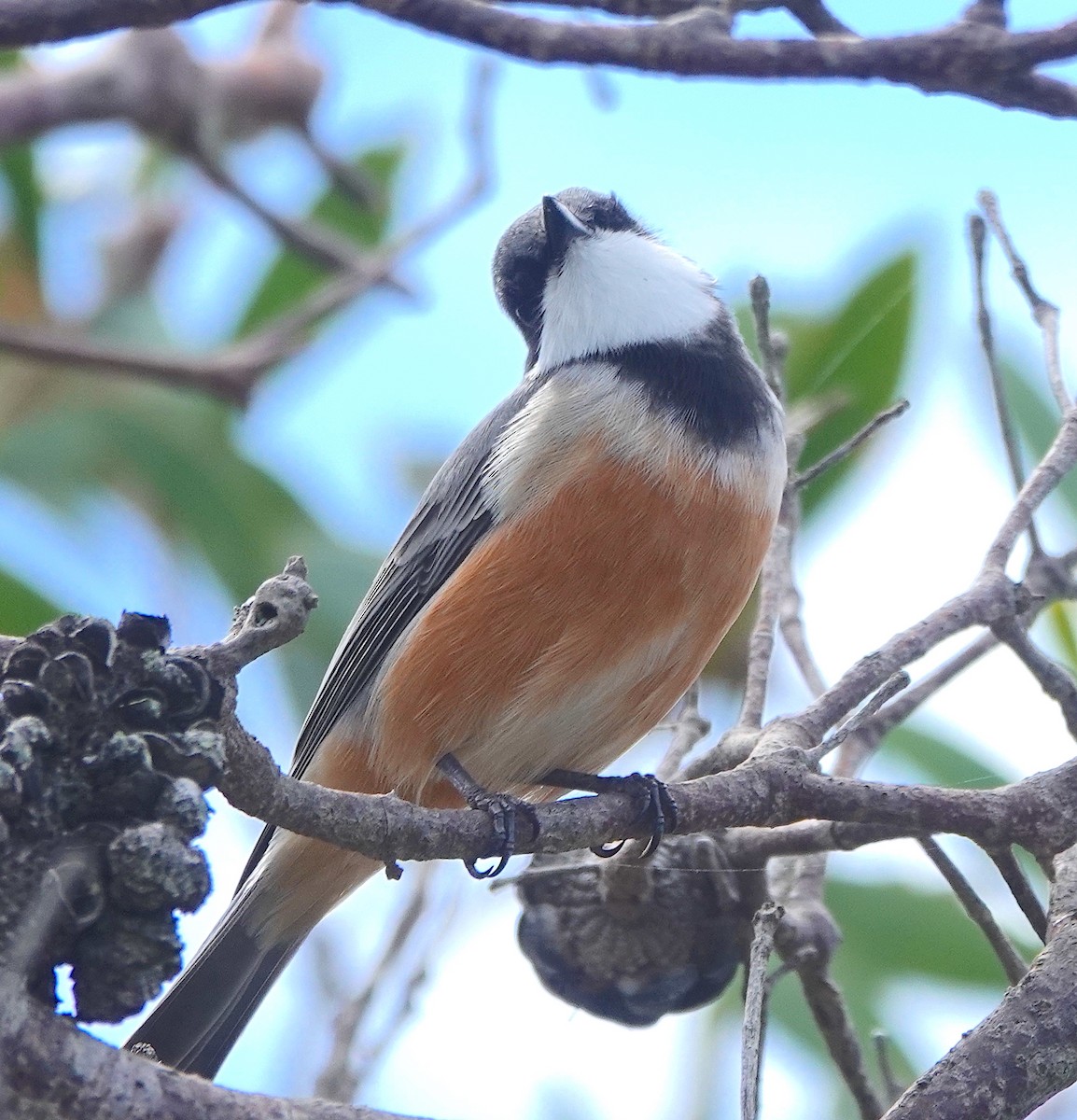 Rufous Whistler - ML616878116