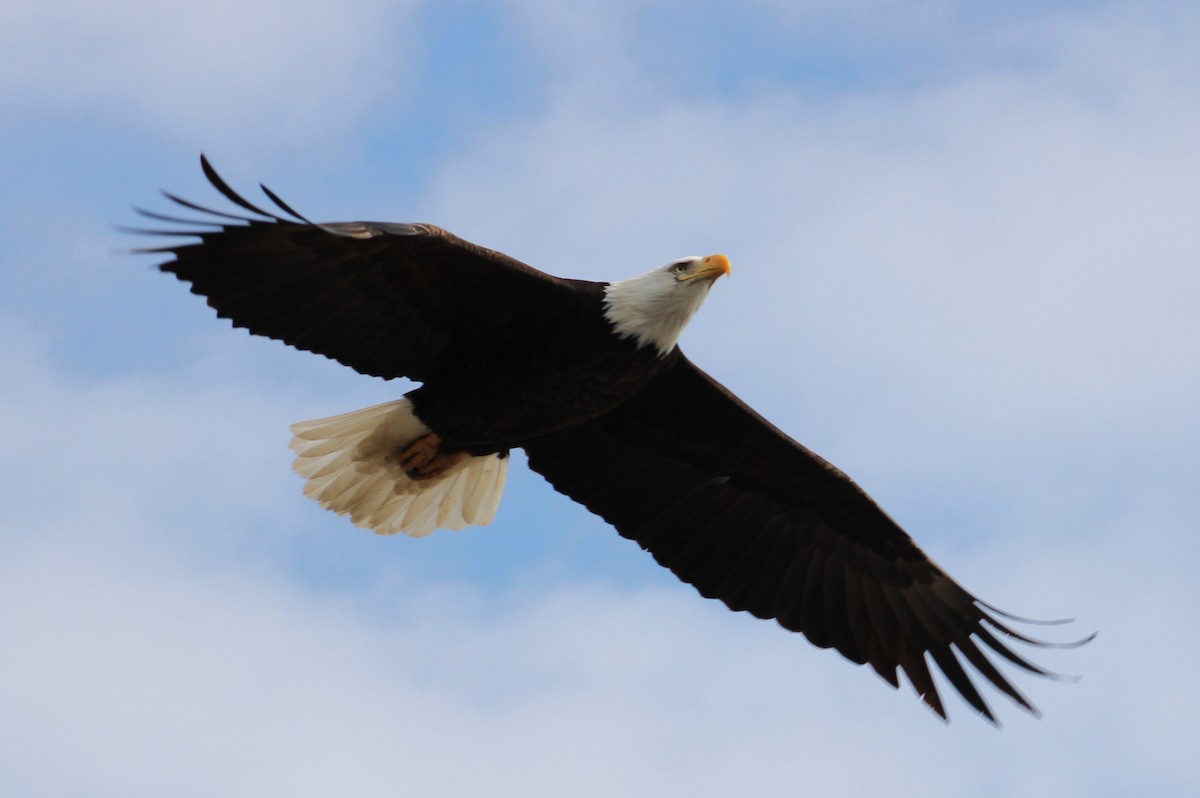 Bald Eagle - ML616878132