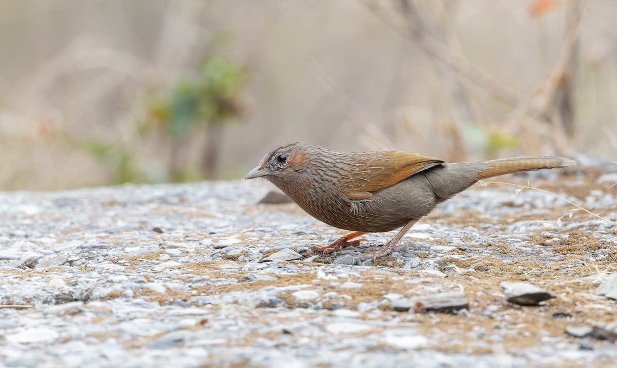 Streaked Laughingthrush - ML616878145