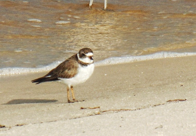 Semipalmated Plover - ML616878199