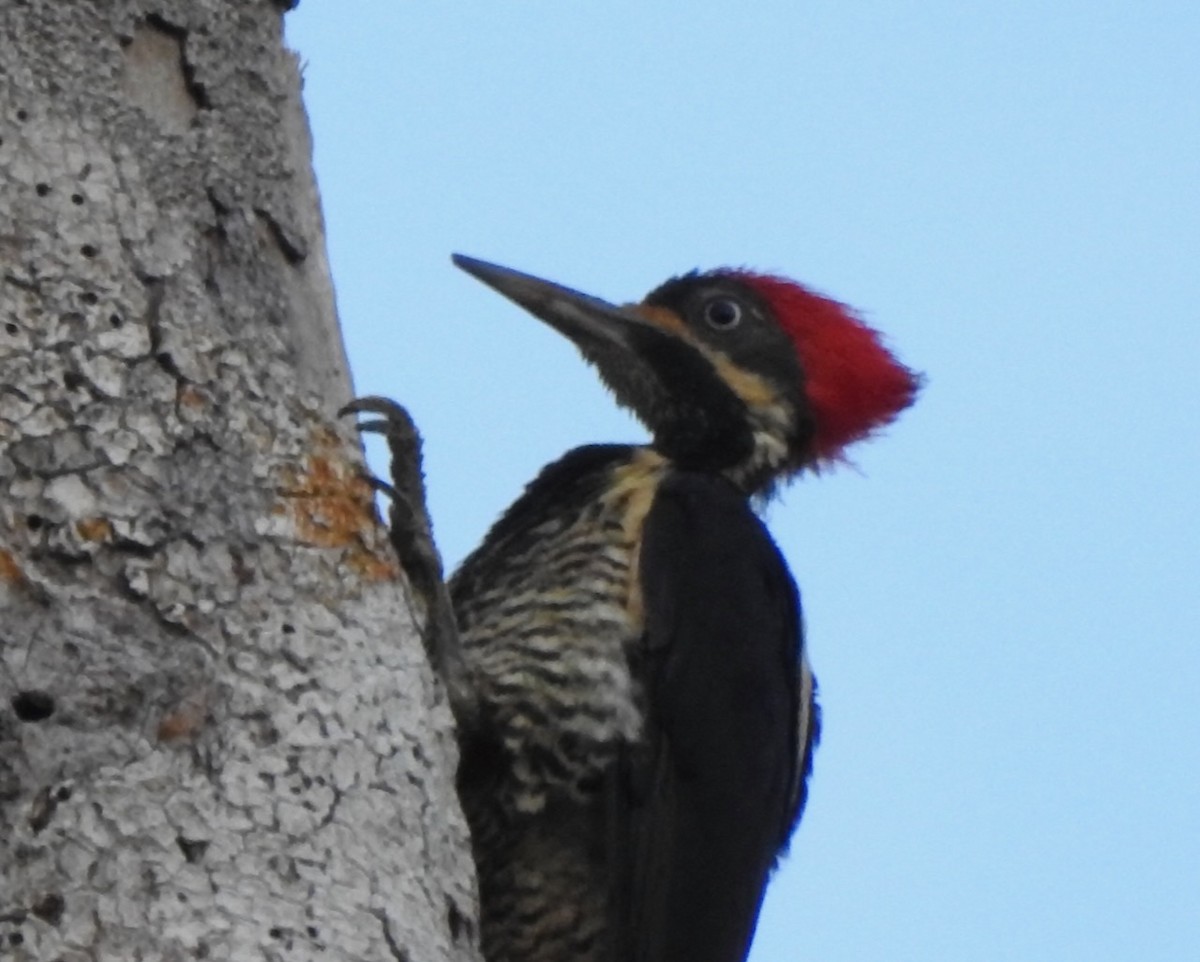 Lineated Woodpecker - ML616878207