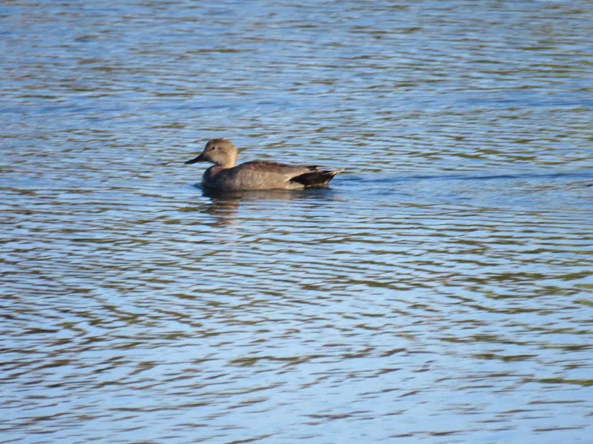 Gadwall - Gregg Friesen