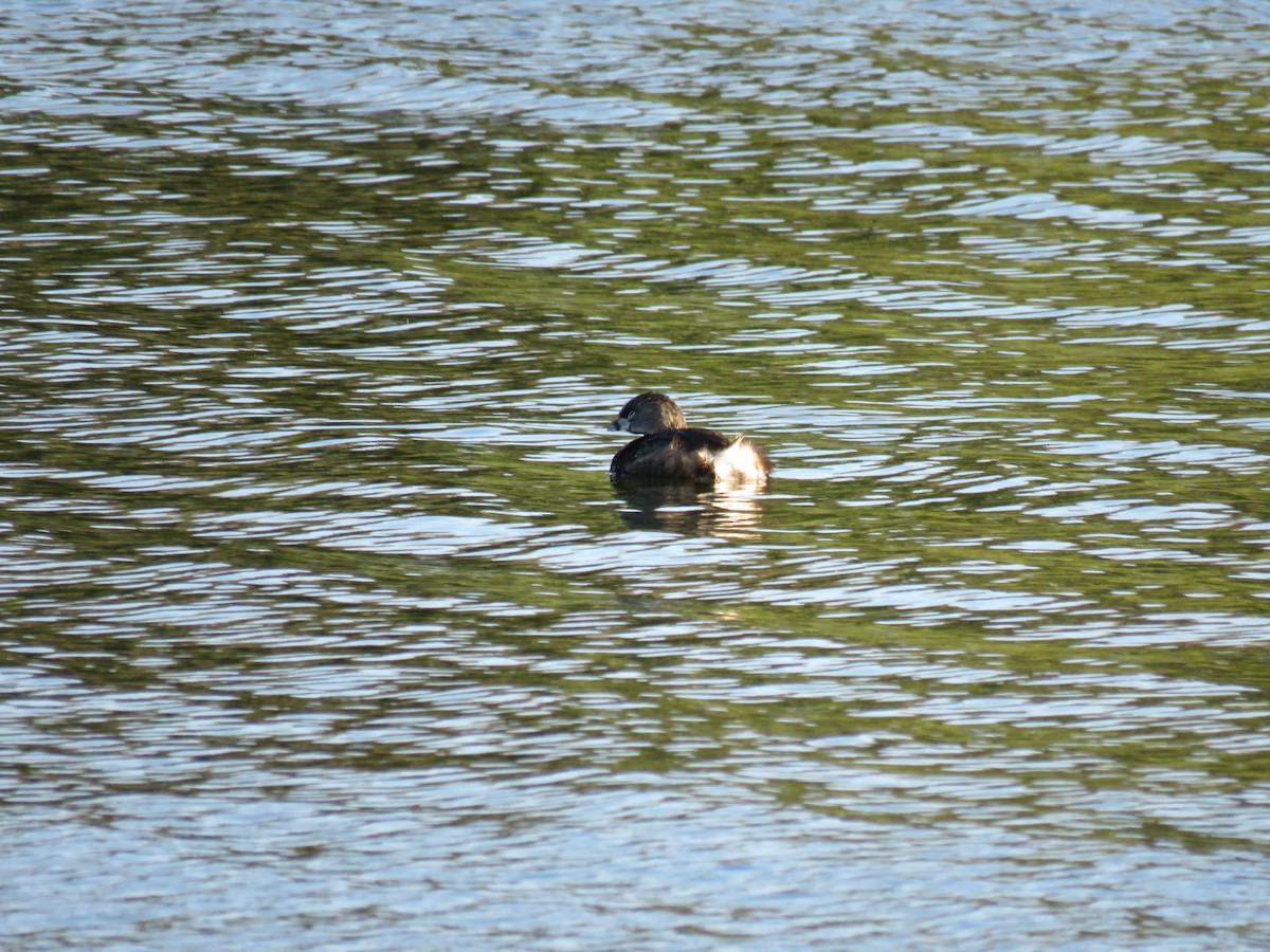 Pied-billed Grebe - Gregg Friesen