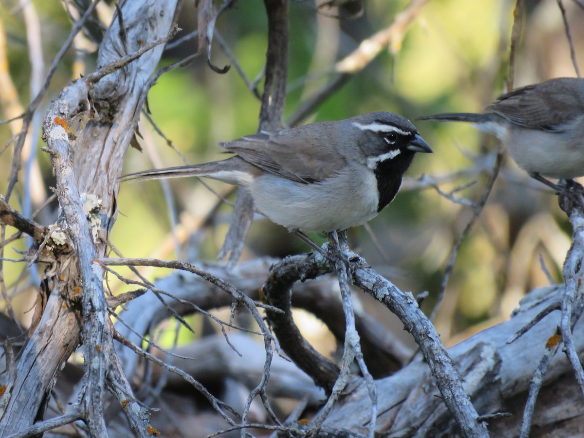 Black-throated Sparrow - Gregg Friesen