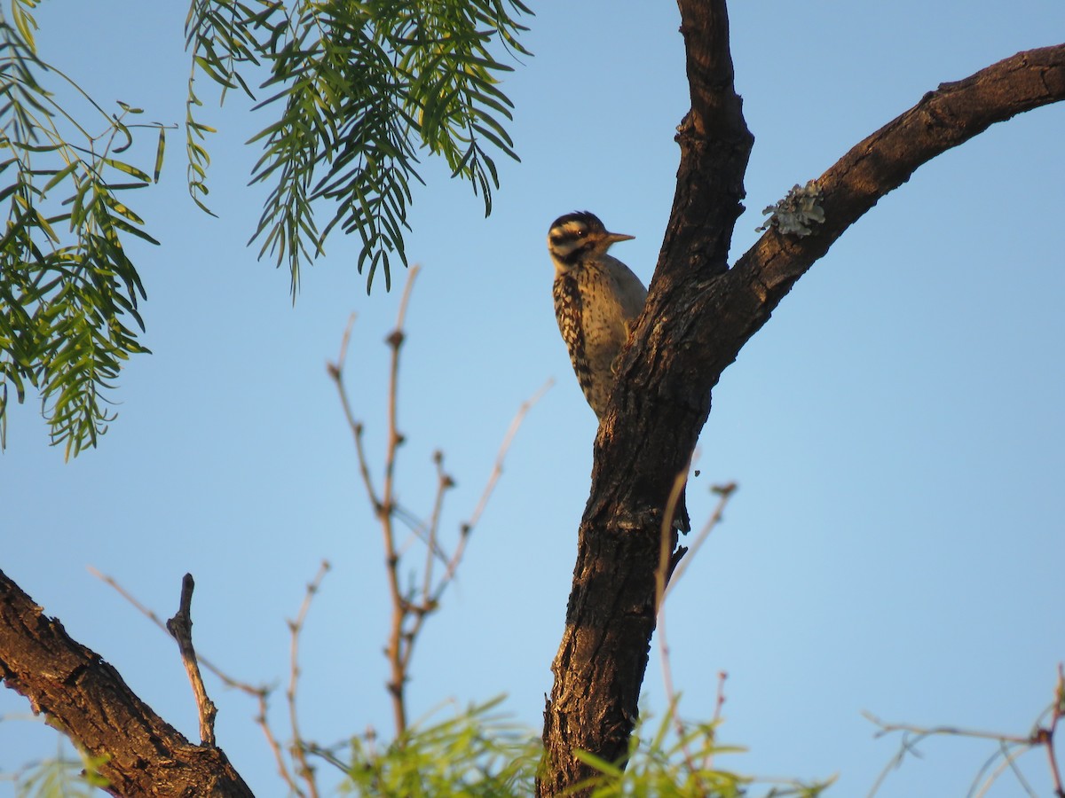 Ladder-backed Woodpecker - Gregg Friesen