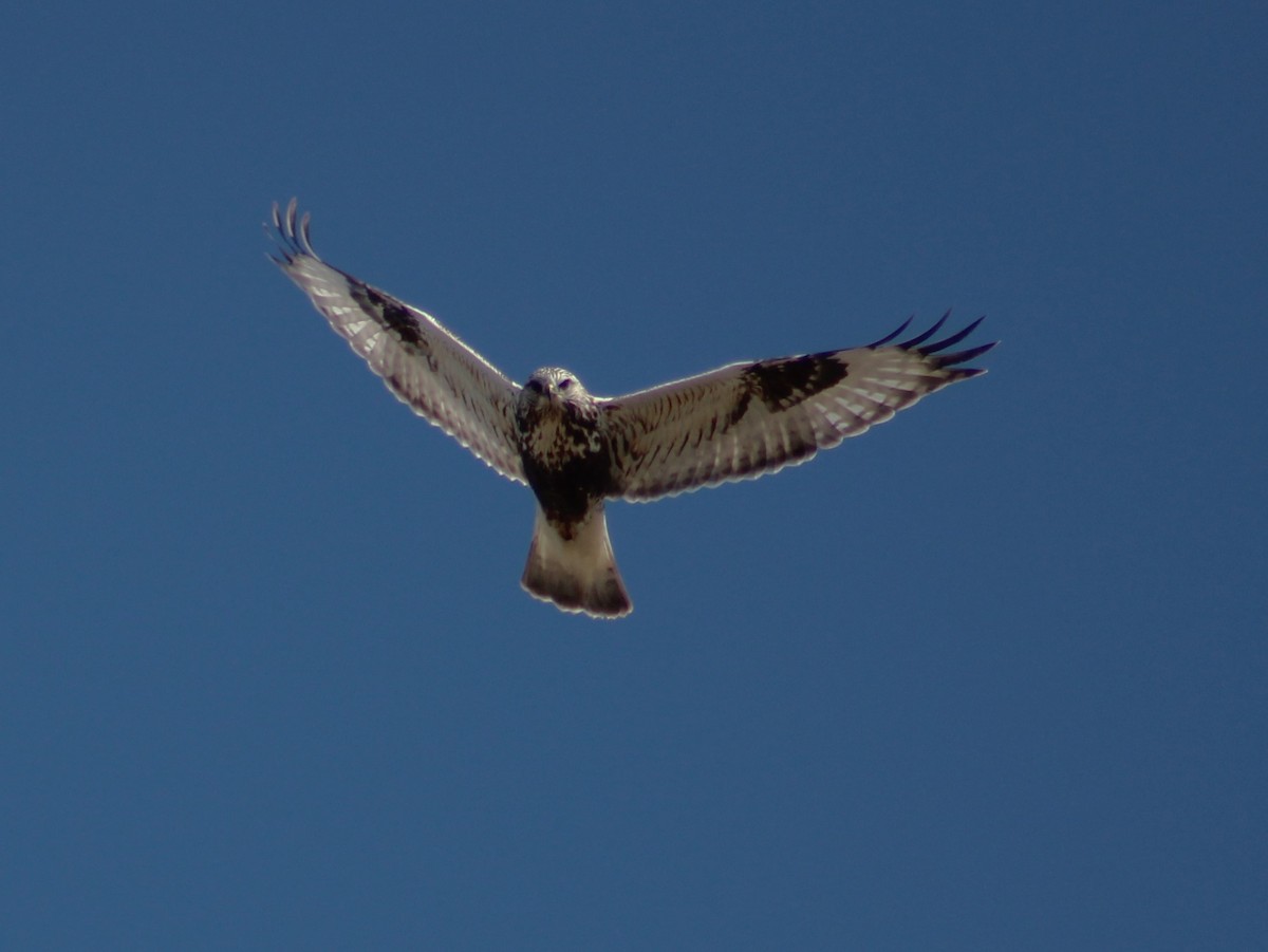 Rough-legged Hawk - liz cieszynski