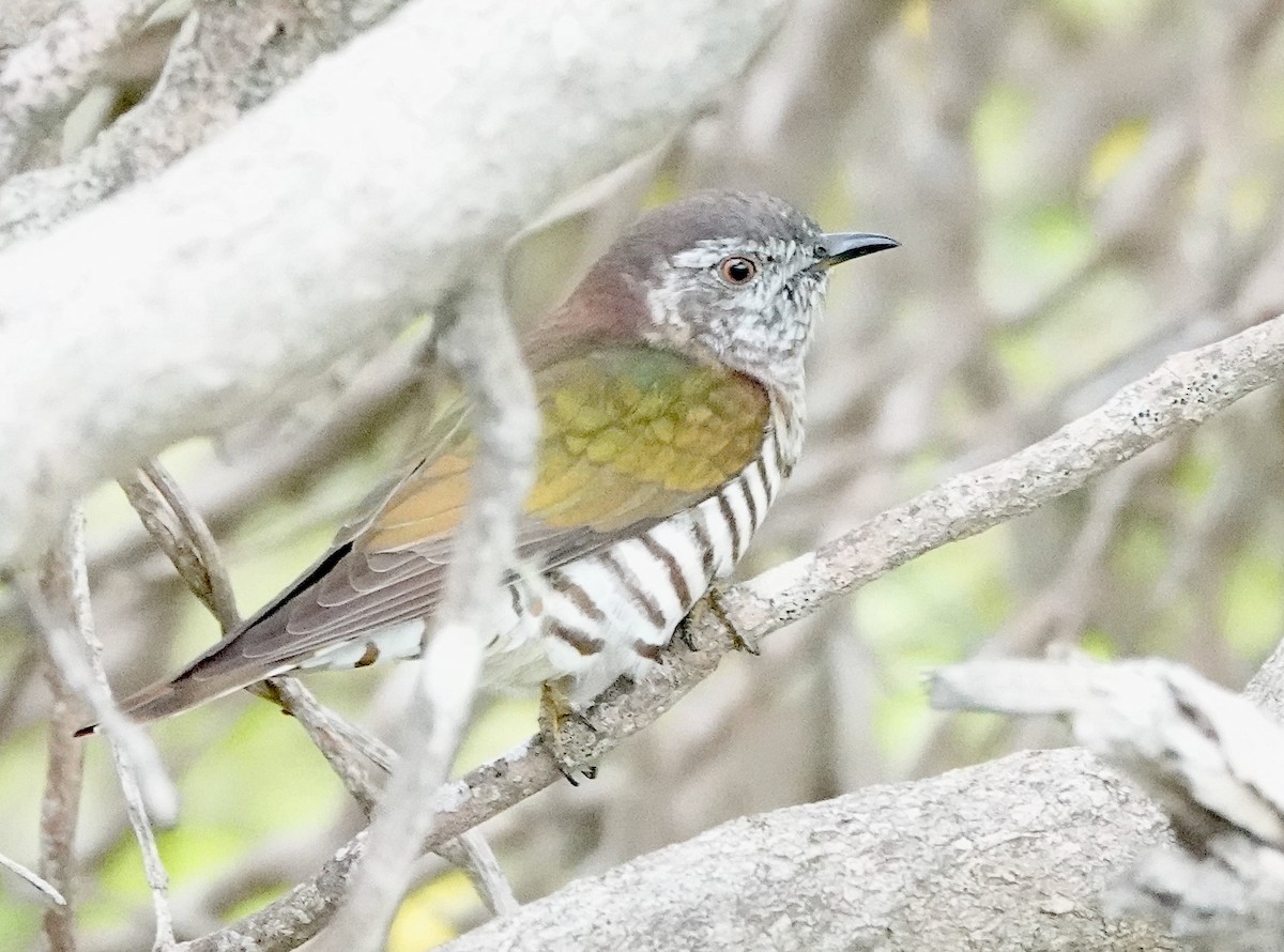 Shining Bronze-Cuckoo - Norm Clayton