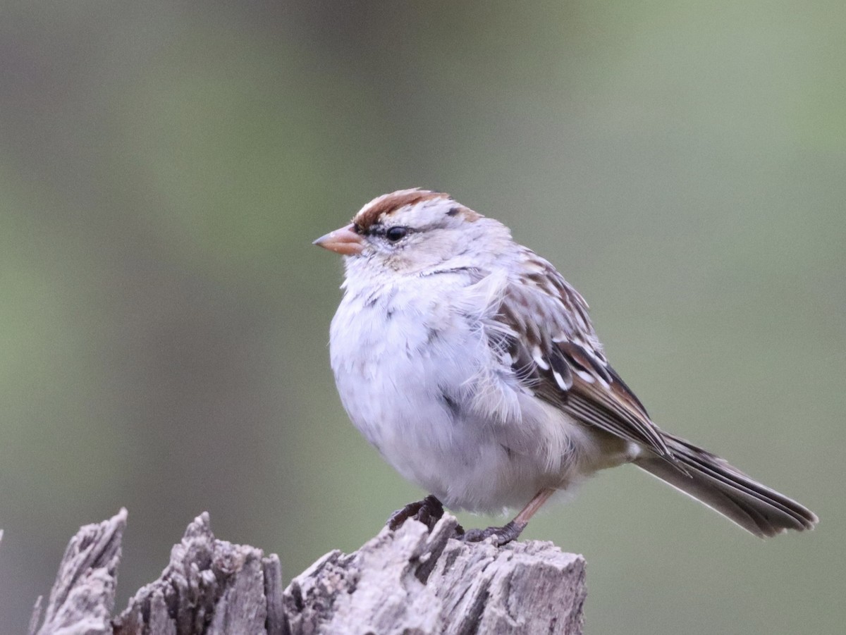White-crowned Sparrow - ML616878305