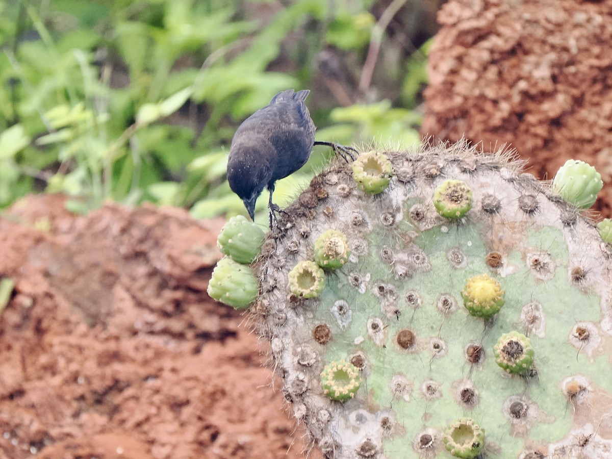 Common Cactus-Finch - Gabriel Willow