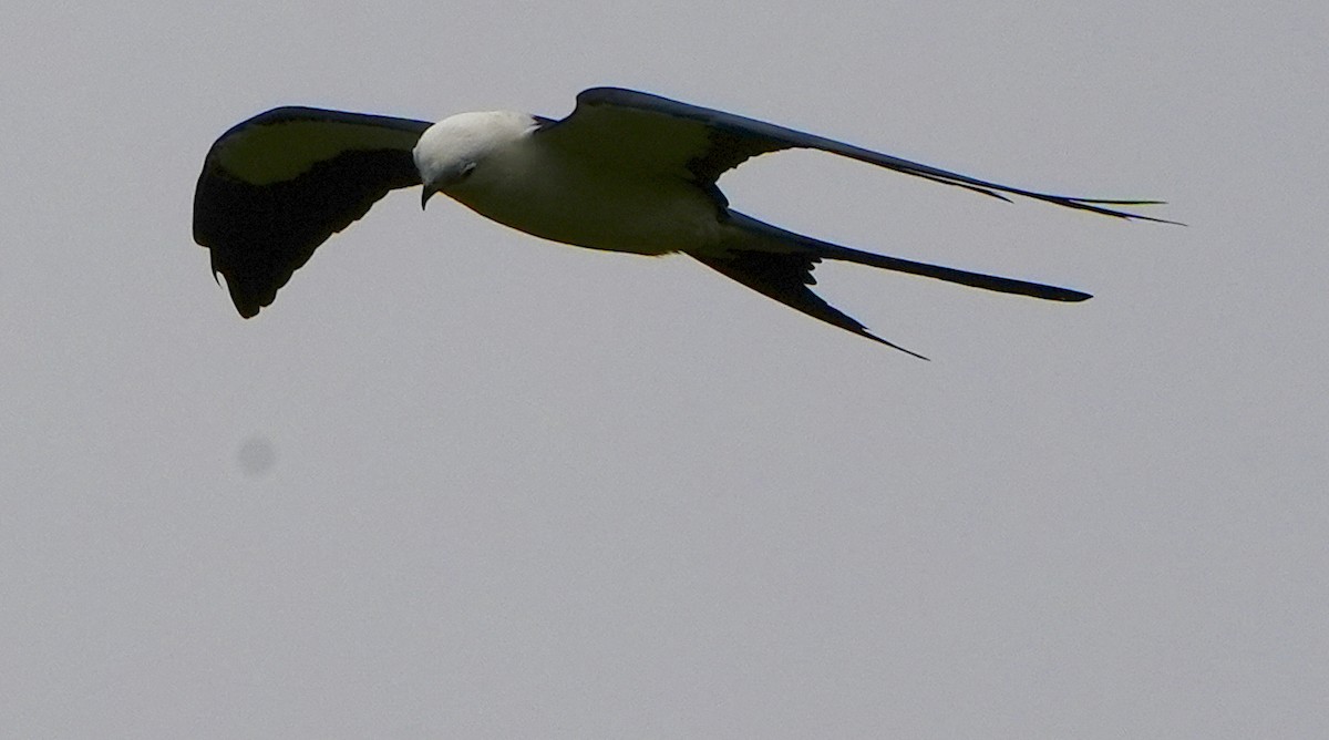 Swallow-tailed Kite - ML616878319