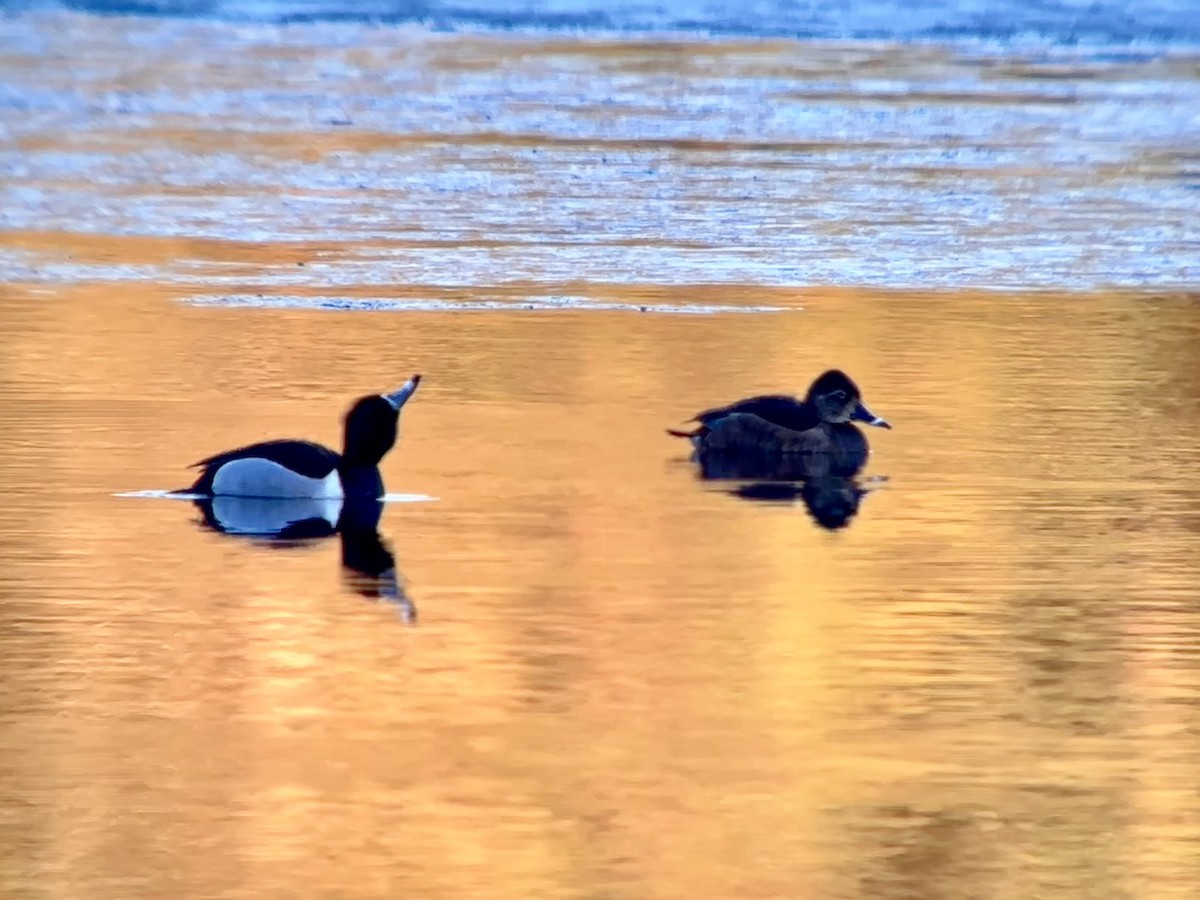 Ring-necked Duck - Detlef Buettner