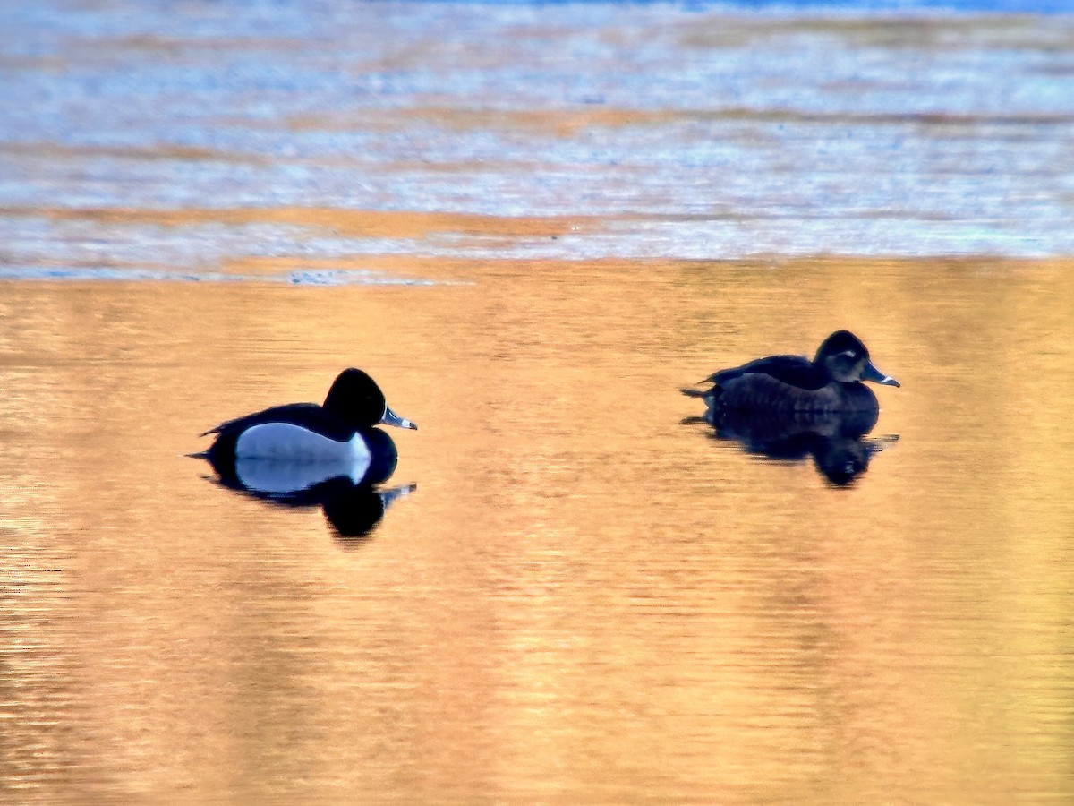 Ring-necked Duck - Detlef Buettner