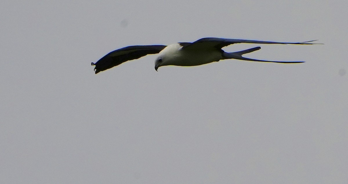 Swallow-tailed Kite - ML616878343