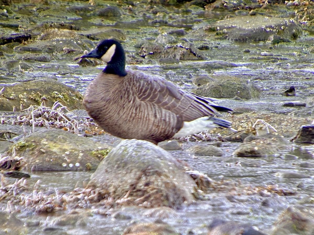 Canada Goose - Detlef Buettner