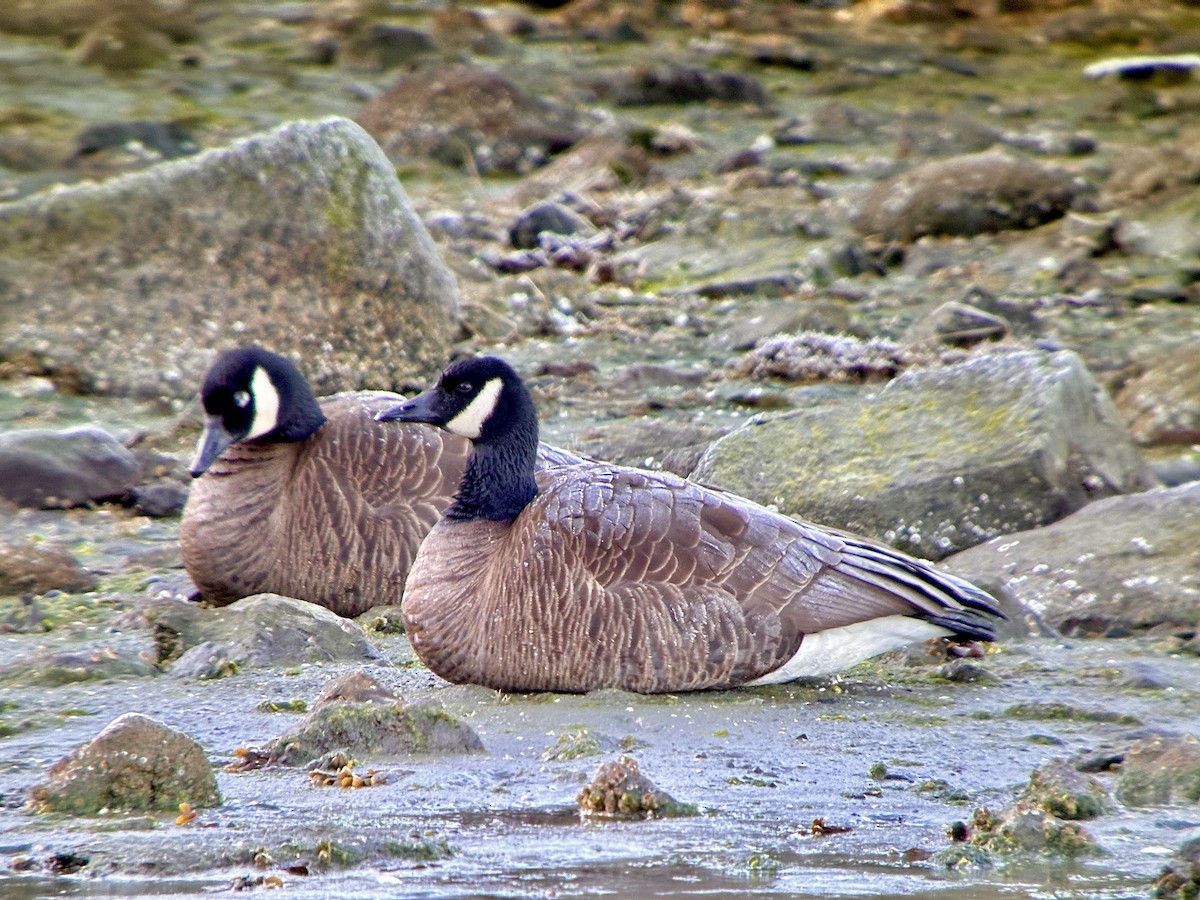 Canada Goose - ML616878356