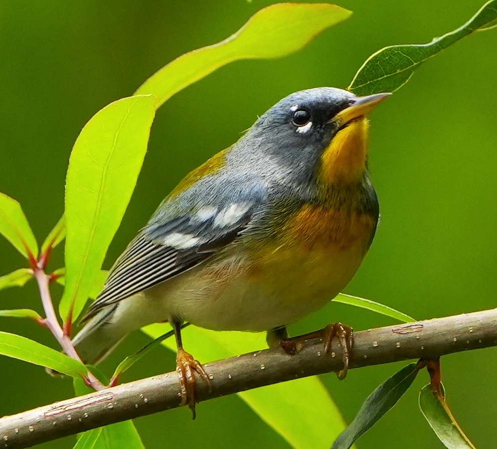 Northern Parula - ML616878401